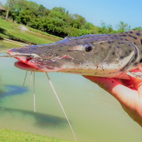 Imagem representativa: Pesca esportiva | Surubim | Venha se divertir 