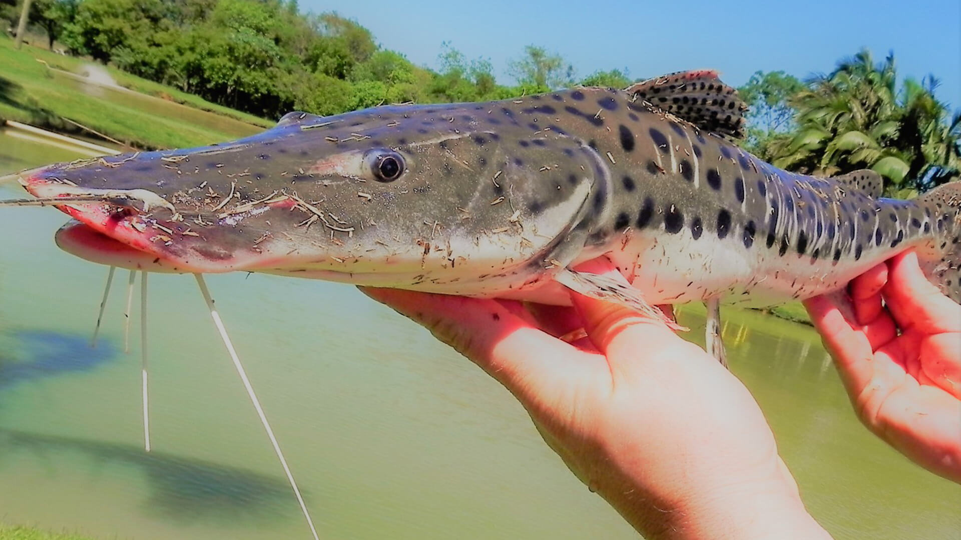 Pesca esportiva | Peixe Surubim